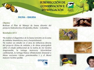 SUBDIRECCIÓN DE
                                             CONSERVACIÓN E
                                              INVESTIGACIÓN

                  FAUNA – EMGESA

Objetivo
Realizar el Plan de Manejo de fauna silvestre del
proyecto hidroeléctrico El Quimbo, Huila – Colombia.

Resultados 2011

•Se realizó el diagnóstico de la fauna terrestre en la zona
de embalse (mamiferos, aves y herpetofauna).
•Se realizó un estudio en el área de influencia directa
del proyecto (Zona de embalse y de obras principales)
sobre el estado poblacional de la nutria de río (Lontra
longicaudis), la tortuga morrocoy (Geochelone
carbonaria), la tortuga blanca (Podocnemis lewyana) y
Mono nocturno (Aotus griseimembra ) y el Mono
maicero (Cebus apella).
 