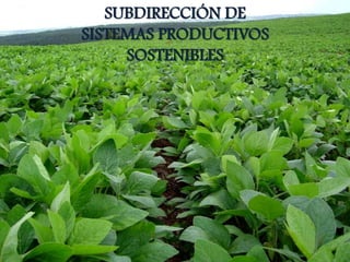 SUBDIRECCIÓN DE
SISTEMAS PRODUCTIVOS
     SOSTENIBLES
 