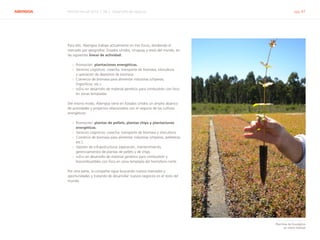 ABENGOA Informe Anual 2014 | 06.2 Desarrollo de negocio pág. 41
Para ello, Abengoa trabaja actualmente en tres focos, dividiendo el
mercado por geografías: Estados Unidos, Uruguay y resto del mundo, en
las siguientes líneas de actividad:
›› Promoción: plantaciones energéticas.
›› Servicios Logísticos: cosecha, transporte de biomasa, silvicultura
y operación de depósitos de biomasa.
›› Comercio de biomasa para alimentar industrias (chiperas,
frigoríficos, etc.).
›› I+D+i en desarrollo de material genético para combustión con foco
en zonas templadas.
Del mismo modo, Abengoa tiene en Estados Unidos un amplio abanico
de actividades y proyectos relacionados con el negocio de los cultivos
energéticos:
›› Promoción: plantas de pellets, plantas chips y plantaciones
energéticas.
›› Servicios Logísticos: cosecha, transporte de biomasa y silvicultura.
›› Comercio de biomasa para alimentar industrias (chiperas, pelleteras,
etc.).
›› Gestión de infraestructuras (operación, mantenimiento,
gerenciamiento) de plantas de pellets y de chips.
›› I+D+i en desarrollo de material genético para combustión y
biocombustibles con foco en zona templada del hemisferio norte.
Por otra parte, la compañía sigue buscando nuevos mercados y
oportunidades y tratando de desarrollar nuevos negocios en el resto del
mundo.
Plantines de Eucalyptus
en vivero forestal
 