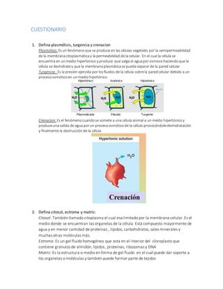 CUESTIONARIO 
1. Defina plasmólisis, turgencia y crenacion 
Plasmólisis: Es un fenómeno que se produce en las células vegetales por la semipermeabilidad 
de la membrana citoplasmática y la permeabilidad de la celular. En el cual la célula se 
encuentra en un medio hipertónico y produce que salga el agua por osmosis haciendo que la 
célula se deshidrate y que la membrana plasmática se pueda separar de la pared celular 
Turgencia: Es la presión ejercida por los fluidos de la célula sobre la pared celular debido a un 
proceso osmótico en un medio hipotónico. 
Crenacion: Es el fenómeno cuando se somete a una célula animal a un medio hipertónico y 
produce una salida de agua por un proceso osmótico de la célula provocándole deshidratación 
y finalmente la destrucción de la célula 
2. Defina citosol, estroma y matriz: 
Citosol: También llamado citoplasma el cual esa limitado por la membrana celular .Es el 
medio donde se encuentran las organelas de la célula. Está compuesto mayormente de 
agua y en menor cantidad de proteínas , lípidos, carbohidratos, sales minerales y 
muchas otras moléculas más. 
Estroma: Es un gel fluido homogéneo que esta en el interior del cloroplasto que 
contiene gránulos de almidón, lípidos , proteínas, ribosomas y DNA 
Matriz: Es la estructura o medio en forma de gel fluido en el cual puede dar soporte a 
los organelas o moléculas y también puede formar parte de tejidos 
 
