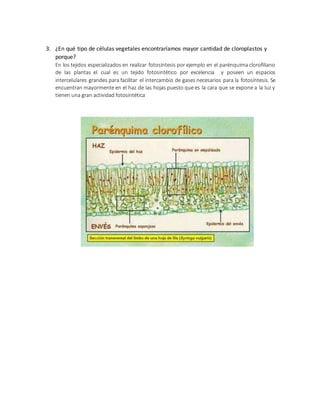 3. ¿En qué tipo de células vegetales encontraríamos mayor cantidad de cloroplastos y 
porque? 
En los tejidos especializados en realizar fotosíntesis por ejemplo en el parénquima clorofiliano 
de las plantas el cual es un tejido fotosintético por excelencia y poseen un espacios 
intercelulares grandes para facilitar el intercambio de gases necesarios para la fotosíntesis. Se 
encuentran mayormente en el haz de las hojas puesto que es la cara que se expone a la luz y 
tienen una gran actividad fotosintética 
 