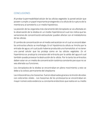 CONCLUSIONES 
Al probar la permeabilidad celular de las células vegetales la pared celular que 
poseen cumple un papel importante protegiendo a la célula de la ruptura de la 
membrana al someterlo a un medio hipotónico. 
La posición de las organelas más claramente del cloroplasto se vio afectada en 
la observación de la elodea en un medio hipertónico el cual nos indica que las 
variaciones de concentración extracelular pueden afectar con el metabolismo 
de las células 
El cambio de concentración en el medio extracelular en el cual se encontraban 
los eritrocitos afecto se morfología. En el hipotónico la célula se hincho por la 
entrada de agua y el cual pudo haberse producido una hamatolisis al no tener 
una pared celular que los proteja como en las células vegetales .En el 
hipertónico se produjo la crenacion del eritrocito por la salida del agua el cual 
también puede provocar la destrucción de la célula. Por lo tanto los eritrocitos 
deben estar en un medio de concentración isotónica constante para que no se 
vea alterada sus funciones. 
Los cloroplastos de la elodea se encontraban en pleno movimiento y esto se 
debe a la ciclosis permanente del citoplasma 
Las mitocondrias y los lisosomas fueron observadas gracias a la tinción de estas 
con colorantes vitales . Los lisosomas de los protozoarios se encontraban en 
mayor número esto evidencia su constante endocitosis que realiza en su medio 
 