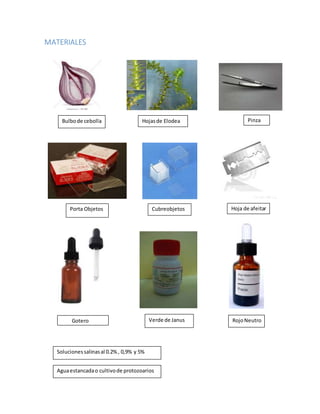 MATERIALES 
Bulbo de cebolla Hojas de Elodea 
Porta Objetos 
Pinza 
Cubreobjetos Hoja de afeitar 
Verde de Janus 
Gotero Rojo Neutro 
Soluciones salinas al 0.2% , 0,9% y 5% 
Agua estancada o cultivo de protozoarios 
 