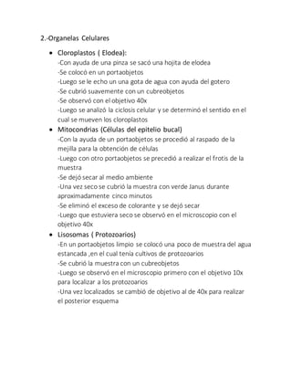 2.-Organelas Celulares 
 Cloroplastos ( Elodea): 
-Con ayuda de una pinza se sacó una hojita de elodea 
-Se colocó en un portaobjetos 
-Luego se le echo un una gota de agua con ayuda del gotero 
-Se cubrió suavemente con un cubreobjetos 
-Se observó con el objetivo 40x 
-Luego se analizó la ciclosis celular y se determinó el sentido en el 
cual se mueven los cloroplastos 
 Mitocondrias (Células del epitelio bucal) 
-Con la ayuda de un portaobjetos se procedió al raspado de la 
mejilla para la obtención de células 
-Luego con otro portaobjetos se precedió a realizar el frotis de la 
muestra 
-Se dejó secar al medio ambiente 
-Una vez seco se cubrió la muestra con verde Janus durante 
aproximadamente cinco minutos 
-Se eliminó el exceso de colorante y se dejó secar 
-Luego que estuviera seco se observó en el microscopio con el 
objetivo 40x 
 Lisosomas ( Protozoarios) 
-En un portaobjetos limpio se colocó una poco de muestra del agua 
estancada ,en el cual tenía cultivos de protozoarios 
-Se cubrió la muestra con un cubreobjetos 
-Luego se observó en el microscopio primero con el objetivo 10x 
para localizar a los protozoarios 
-Una vez localizados se cambió de objetivo al de 40x para realizar 
el posterior esquema 
 
