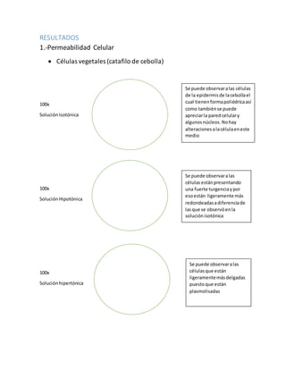 RESULTADOS 
1.-Permeabilidad Celular 
 Células vegetales (catafilo de cebolla) 
100x 
Solución Isotónica 
100x 
Solución Hipotónica 
100x 
Solución hipertónica 
Se puede observar a las células 
de la epidermis de la cebolla el 
cual tienen forma poliédrica así 
como también se puede 
apreciar la pared celular y 
algunos núcleos. No hay 
alteraciones a la célula en este 
medio 
Se puede observar a las 
células están presentando 
una fuerte turgencia y por 
eso están ligeramente más 
redondeadas a diferencia de 
las que se observó en la 
solución isotónica 
Se puede observar a las 
células que están 
ligeramente más delgadas 
puesto que están 
plasmolisadas 
 