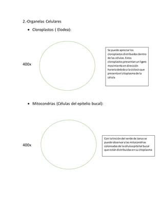 2.-Organelas Celulares 
 Cloroplastos ( Elodea): 
400x 
 Mitocondrias (Células del epitelio bucal): 
400x 
Se puede apreciar los 
cloroplastos distribuidos dentro 
de las células. Estos 
cloroplastos presentan un ligero 
movimiento en dirección 
horaria debido a la ciclosis que 
presenta el citoplasma de la 
célula 
Con la tinción del verde de Janus se 
puede observar a las mitocondrias 
coloreadas de la célula epitelial bucal 
que están distribuidas en su citoplasma 
 