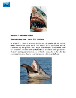 UN ANIMAL INCOMPRENDIDO

Un animal tan grande y fuerte tiene enemigos

Si de echo lo tiene un enemigo natural el más grande de los delfines
la orca esta criatura puede matar a un tiburón de un solo ataque, es más
fuerte que él y más grande nada a mayor velocidad pero carece de un radar
que poseen los tiburones en la parte frontal de la nariz un radar que detecta
el calor y los impulsos eléctricos que emiten las presas. De hecho estos dos
enormes animales se llegan a encontrar cuando están casando focas.
 