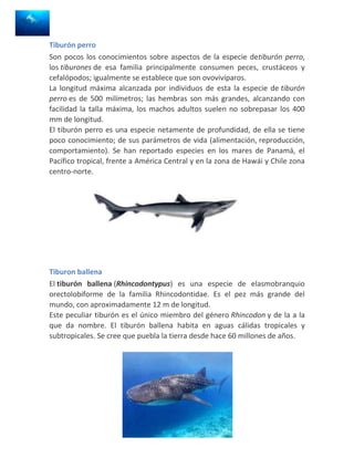 Tiburón perro
Son pocos los conocimientos sobre aspectos de la especie detiburón perro,
los tiburones de esa familia principalmente consumen peces, crustáceos y
cefalópodos; igualmente se establece que son ovovivíparos.
La longitud máxima alcanzada por individuos de esta la especie de tiburón
perro es de 500 milímetros; las hembras son más grandes, alcanzando con
facilidad la talla máxima, los machos adultos suelen no sobrepasar los 400
mm de longitud.
El tiburón perro es una especie netamente de profundidad, de ella se tiene
poco conocimiento; de sus parámetros de vida (alimentación, reproducción,
comportamiento). Se han reportado especies en los mares de Panamá, el
Pacífico tropical, frente a América Central y en la zona de Hawái y Chile zona
centro-norte.




Tiburon ballena
El tiburón ballena (Rhincodontypus) es una especie de elasmobranquio
orectolobiforme de la familia Rhincodontidae. Es el pez más grande del
mundo, con aproximadamente 12 m de longitud.
Este peculiar tiburón es el único miembro del género Rhincodon y de la a la
que da nombre. El tiburón ballena habita en aguas cálidas tropicales y
subtropicales. Se cree que puebla la tierra desde hace 60 millones de años.
 