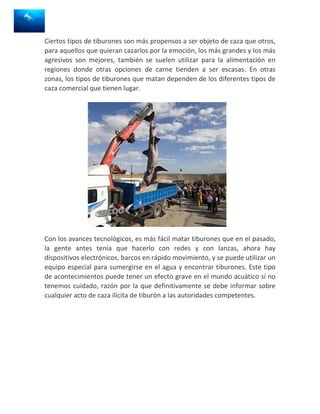 Ciertos tipos de tiburones son más propensos a ser objeto de caza que otros,
para aquellos que quieran cazarlos por la emoción, los más grandes y los más
agresivos son mejores, también se suelen utilizar para la alimentación en
regiones donde otras opciones de carne tienden a ser escasas. En otras
zonas, los tipos de tiburones que matan dependen de los diferentes tipos de
caza comercial que tienen lugar.




Con los avances tecnológicos, es más fácil matar tiburones que en el pasado,
la gente antes tenía que hacerlo con redes y con lanzas, ahora hay
dispositivos electrónicos, barcos en rápido movimiento, y se puede utilizar un
equipo especial para sumergirse en el agua y encontrar tiburones. Este tipo
de acontecimientos puede tener un efecto grave en el mundo acuático si no
tenemos cuidado, razón por la que definitivamente se debe informar sobre
cualquier acto de caza ilícita de tiburón a las autoridades competentes.
 