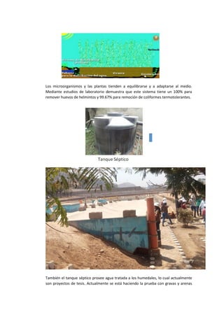 Los microorganismos y las plantas tienden a equilibrarse y a adaptarse al medio.
Mediante estudios de laboratorio demuestra que este sistema tiene un 100% para
remover huevos de helmintos y 99.67% para remoción de coliformes termotolerantes.
También el tanque séptico provee agua tratada a los humedales, lo cual actualmente
son proyectos de tesis. Actualmente se está haciendo la prueba con gravas y arenas
 