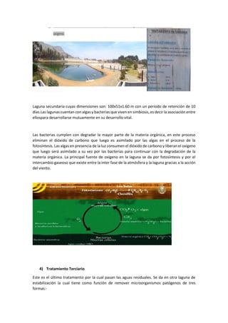 Laguna secundaria cuyas dimensiones son: 100x51x1.60 m con un período de retención de 10
días.Las lagunas cuentan con algas y bacterias que viven en simbiosis, es decir la asociación entre
ellospara desarrollarse mutuamente en su desarrollo vital.
Las bacterias cumplen con degradar la mayor parte de la materia orgánica, en este proceso
eliminan el dióxido de carbono que luego es asimilado por las algas en el proceso de la
fotosíntesis. Las algas en presencia de la luz consumen el dióxido de carbono y liberan el oxígeno
que luego será asimilado a su vez por las bacterias para continuar con la degradación de la
materia orgánica. La principal fuente de oxígeno en la laguna se da por fotosíntesis y por el
intercambio gaseoso que existe entre la inter fase de la atmósfera y la laguna gracias a la acción
del viento.
4) Tratamiento Terciario
Este es el último tratamiento por la cual pasan las aguas residuales. Se da en otra laguna de
estabilización la cual tiene como función de remover microorganismos patógenos de tres
formas:-
 