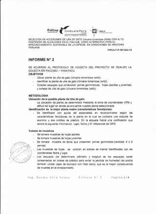 N u .,,.- ~~!!'!S ( Inn6vate Peru 
I LOt(J)" 
~t)i..o~ :1u: ... ~.Jl(t ... CIONY o .......... ~O(S.4 
1' ~)'"' " t: I) Y. ~ •. f (' • v » 0" 0 
SELECCION DE ACCESIONES DE UNA DE GATO (Uncaria tomentosa (Wild)) CON ALTO 
CONTENIDO DE ALCALOIDES EN EL FOLLAJE, COMO ALTERNATIVA PARA EL 
APROVECHAMIENTO SOSTENIBLE DE LA ESPECIE, EN CONDICIONES DE AMAZONIA 
PERUANA. 
INFORME N° 2 
PIPEA-7 ·P-187-044-13 
DE ACUERDO AL PROTOCOLO DE COLECTA DEL PROYECTO SE REALIZO LA 
COLECTA EN PALCASU - YANAYACU. 
OBJETIVOS 
Ubicar planta de una de gato (Uncaria tomentosa (wild)). 
ldentificar la planta de uria de gato (Uncaria tomentosa (wild)) 
Colectar esquejes que contendran yemas germinativas, hojas (adultas y juveniles) 
y corteza de uria de gato (Uncaria tomentosa (wild)) . 
METODOLOGIA 
Ubicaci6n de la posible planta de Una de gato 
La ubicaci6n de planta de determinara mediante la toma de coordenadas UTM y 
altitud del lugar en donde se encuentra nuestra planta seleccionada. 
ldentificaci6n de la mejor planta madre (caracteristicas fenotipicas): 
Se identificara con ayuda del especialista en reconocimiento segun las 
caracteristicas fenotipicas de la planta en la cual se colocara una etiqueta de 
aluminio y dos cintillos de plastico. En la etiqueta habra una codificaci6n que 
tendra la siguiente informaci6n: lugar, fecha y N° referencial del GPS. 
Colecta de muestras 
Se tomara muestras de hojas adultas 
Se tomara muestras de hojas juveniles 
Se tomara muestra de tallos que presenten yemas germinales.(cantidad 4 o 5 
yemas) 
Las muestras de hojas, se colocan en sobres de manila identificadas con las 
coordenadas fecha y lugar. 
Los esquejes (se determinara diarnetro y longitud de los esquejes) seran 
conservados en bolsas de plasfico para evitar la perdida de humedad (se podria 
tarnbien utilizar cajas de tecnopor con hielo seco), que es la mayor consecuencia 
de muertes en el enraizamiento. 
Ing. Norma Alva Souza Co l e c t a N° 2 Pagina 114 
 