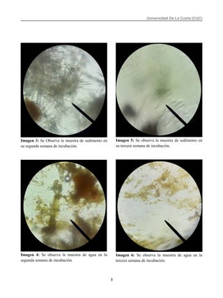 Universidad De La Costa (CUC)
Imagen 3: Se Observa la muestra de sedimento en
su segunda semana de incubación.
Imagen 4: Se observa la muestra de agua en la
segunda semana de incubación.
Imagen 5: Se observa la muestra de sedimento en
su tercera semana de incubación.
Imagen 6: Se observa la muestra de agua en la
tercera semana de incubación.
3
 
