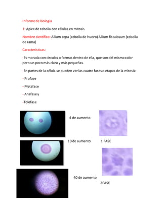 InformedeBiología
1: Apice de cebolla con células en mitosis
Nombre científico: Allium cepa (cebolla de huevo) Allium fistulosum(cebolla
de rama)
Características:
-Es morada con círculos o formas dentro de ella, que son del mismo color
pero un poco más claro y más pequeñas.
-En partes de la célula se pueden ver las cuatro fases o etapas de la mitosis:
- Profase
- Metafase
- Anafasey
-Tolofase
4 de aumento
10 de aumento 1 FASE
40 de aumento
2FASE
 