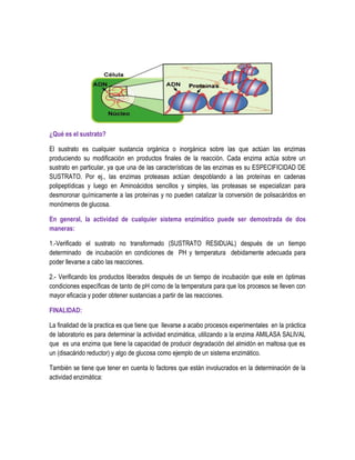 ¿Qué es el sustrato?
El sustrato es cualquier sustancia orgánica o inorgánica sobre las que actúan las enzimas
produciendo su modificación en productos finales de la reacción. Cada enzima actúa sobre un
sustrato en particular, ya que una de las características de las enzimas es su ESPECIFICIDAD DE
SUSTRATO. Por ej., las enzimas proteasas actúan despoblando a las proteínas en cadenas
polipeptídicas y luego en Aminoácidos sencillos y simples, las proteasas se especializan para
desmoronar químicamente a las proteínas y no pueden catalizar la conversión de polisacáridos en
monómeros de glucosa.
En general, la actividad de cualquier sistema enzimático puede ser demostrada de dos
maneras:
1.-Verificado el sustrato no transformado (SUSTRATO RESIDUAL) después de un tiempo
determinado de incubación en condiciones de PH y temperatura debidamente adecuada para
poder llevarse a cabo las reacciones.
2.- Verificando los productos liberados después de un tiempo de incubación que este en óptimas
condiciones específicas de tanto de pH como de la temperatura para que los procesos se lleven con
mayor eficacia y poder obtener sustancias a partir de las reacciones.
FINALIDAD:
La finalidad de la practica es que tiene que llevarse a acabo procesos experimentales en la práctica
de laboratorio es para determinar la actividad enzimática, utilizando a la enzima AMILASA SALIVAL
que es una enzima que tiene la capacidad de producir degradación del almidón en maltosa que es
un (disacárido reductor) y algo de glucosa como ejemplo de un sistema enzimático.
También se tiene que tener en cuenta lo factores que están involucrados en la determinación de la
actividad enzimática:

 