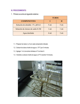 III. PROCEDIMIENTO:
1. Primero se arma el siguiente sistema :
TUBOS
COMPONENTES

I

II

Solución de almidón 1% pH 6.6

5 ml.

5 ml.

Solución de cloruro de sodio 0.1M

1 ml.

1 ml.

Agua destilada

4 ml.

3 ml.

1.1. Preparar los tubos I y II con cada componente indicado.
1.2. Colocar los tubos al baño de agua a 37°C por 5 minutos.
1.3. Agregar 1 ml. de enzima Amilasa al 1% al tubo II.
1.4. Volverlos a colocar al baño de agua a 37°C durante 10 minutos.

 
