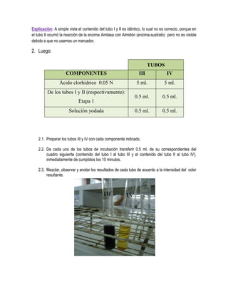 Explicación: A simple vista el contenido del tubo I y II es idéntico, lo cual no es correcto, porque en
el tubo II ocurrió la reacción de la enzima Amilasa con Almidón (enzima-sustrato) pero no es visible
debido a que no usamos un marcador.

2. Luego:
TUBOS
COMPONENTES

III

IV

Ácido clorhídrico 0.05 N

5 ml.

5 ml.

0.5 ml.

0.5 ml.

0.5 ml.

0.5 ml.

De los tubos I y II (respectivamente):
Etapa 1
Solución yodada

2.1. Preparar los tubos III y IV con cada componente indicado.
2.2. De cada uno de los tubos de incubación transferir 0.5 ml. de su correspondientes del
cuadro siguiente (contenido del tubo I al tubo III y el contenido del tubo II al tubo IV),
inmediatamente de cumplidos los 10 minutos.
2.3. Mezclar, observar y anotar los resultados de cada tubo de acuerdo a la intensidad del color
resultante.

 