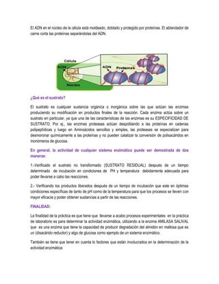 El ADN en el núcleo de la célula está moldeado, doblado y protegido por proteínas. El ablandador de
carne corta las proteínas separándolas del ADN.

¿Qué es el sustrato?
El sustrato es cualquier sustancia orgánica o inorgánica sobre las que actúan las enzimas
produciendo su modificación en productos finales de la reacción. Cada enzima actúa sobre un
sustrato en particular, ya que una de las características de las enzimas es su ESPECIFICIDAD DE
SUSTRATO. Por ej., las enzimas proteasas actúan despoblando a las proteínas en cadenas
polipeptídicas y luego en Aminoácidos sencillos y simples, las proteasas se especializan para
desmoronar químicamente a las proteínas y no pueden catalizar la conversión de polisacáridos en
monómeros de glucosa.
En general, la actividad de cualquier sistema enzimático puede ser demostrada de dos
maneras:
1.-Verificado el sustrato no transformado (SUSTRATO RESIDUAL) después de un tiempo
determinado de incubación en condiciones de PH y temperatura debidamente adecuada para
poder llevarse a cabo las reacciones.
2.- Verificando los productos liberados después de un tiempo de incubación que este en óptimas
condiciones específicas de tanto de pH como de la temperatura para que los procesos se lleven con
mayor eficacia y poder obtener sustancias a partir de las reacciones.
FINALIDAD:
La finalidad de la práctica es que tiene que llevarse a acabo procesos experimentales en la práctica
de laboratorio es para determinar la actividad enzimática, utilizando a la enzima AMILASA SALIVAL
que es una enzima que tiene la capacidad de producir degradación del almidón en maltosa que es
un (disacárido reductor) y algo de glucosa como ejemplo de un sistema enzimático.
También se tiene que tener en cuenta lo factores que están involucrados en la determinación de la
actividad enzimática:

 