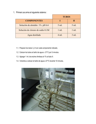 1. Primero se arma el siguiente sistema :
TUBOS
COMPONENTES

I

II

Solución de almidón 1% pH 6.6

5 ml.

5 ml.

Solución de cloruro de sodio 0.1M

1 ml.

1 ml.

Agua destilada

4 ml.

3 ml.

1.1. Preparar los tubos I y II con cada componente indicado.
1.2. Colocar los tubos al baño de agua a 37°C por 5 minutos.
1.3. Agregar 1 ml. de enzima Amilasa al 1% al tubo II.
1.4. Volverlos a colocar al baño de agua a 37°C durante 10 minutos.

 