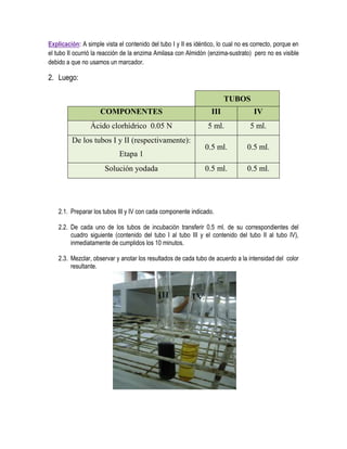 Explicación: A simple vista el contenido del tubo I y II es idéntico, lo cual no es correcto, porque en
el tubo II ocurrió la reacción de la enzima Amilasa con Almidón (enzima-sustrato) pero no es visible
debido a que no usamos un marcador.

2. Luego:
TUBOS
COMPONENTES

III

IV

Ácido clorhídrico 0.05 N

5 ml.

5 ml.

0.5 ml.

0.5 ml.

0.5 ml.

0.5 ml.

De los tubos I y II (respectivamente):
Etapa 1
Solución yodada

2.1. Preparar los tubos III y IV con cada componente indicado.
2.2. De cada uno de los tubos de incubación transferir 0.5 ml. de su correspondientes del
cuadro siguiente (contenido del tubo I al tubo III y el contenido del tubo II al tubo IV),
inmediatamente de cumplidos los 10 minutos.
2.3. Mezclar, observar y anotar los resultados de cada tubo de acuerdo a la intensidad del color
resultante.

 
