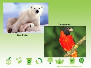 Cardenalito Oso Polar 