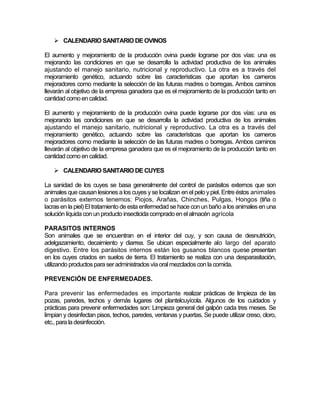  CALENDARIO SANITARIO DE OVINOS

El aumento y mejoramiento de la producción ovina puede lograrse por dos vías: una es
mejorando las condiciones en que se desarrolla la actividad productiva de los animales
ajustando el manejo sanitario, nutricional y reproductivo. La otra es a través del
mejoramiento genético, actuando sobre las características que aportan los carneros
mejoradores como mediante la selección de las futuras madres o borregas. Ambos caminos
llevarán al objetivo de la empresa ganadera que es el mejoramiento de la producción tanto en
cantidad como en calidad.

El aumento y mejoramiento de la producción ovina puede lograrse por dos vías: una es
mejorando las condiciones en que se desarrolla la actividad productiva de los animales
ajustando el manejo sanitario, nutricional y reproductivo. La otra es a través del
mejoramiento genético, actuando sobre las características que aportan los carneros
mejoradores como mediante la selección de las futuras madres o borregas. Ambos caminos
llevarán al objetivo de la empresa ganadera que es el mejoramiento de la producción tanto en
cantidad como en calidad.

    CALENDARIO SANITARIO DE CUYES

La sanidad de los cuyes se basa generalmente del control de parásitos externos que son
animales que causan lesiones a los cuyes y se localizan en el pelo y piel. Entre éstos animales
o parásitos externos tenemos: Piojos, Arañas, Chinches, Pulgas, Hongos (tiña o
lacras en la piel) El tratamiento de esta enfermedad se hace con un baño a los animales en una
solución líquida con un producto insecticida comprado en el almacén agrícola

PARASITOS INTERNOS
Son animales que se encuentran en el interior del cuy, y son causa de desnutrición,
adelgazamiento, decaimiento y diarrea. Se ubican especialmente alo largo del aparato
digestivo. Entre los parásitos internos están los gusanos blancos quese presentan
en los cuyes criados en suelos de tierra. El tratamiento se realiza con una desparasitación,
utilizando productos para ser administrados vía oral mezclados con la comida.

PREVENCIÓN DE ENFERMEDADES.

Para prevenir las enfermedades es importante realizar prácticas de limpieza de las
pozas, paredes, techos y demás lugares del plantelcuyícola. Algunos de los cuidados y
prácticas para prevenir enfermedades son: Limpieza general del galpón cada tres meses. Se
limpian y desinfectan pisos, techos, paredes, ventanas y puertas. Se puede utilizar creso, cloro,
etc., para la desinfección.
 
