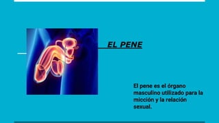 EL PENE
El pene es el órgano
masculino utilizado para la
micción y la relación
sexual.
 