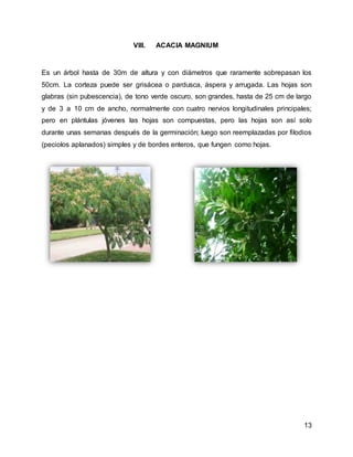 13 
VIII. ACACIA MAGNIUM 
Es un árbol hasta de 30m de altura y con diámetros que raramente sobrepasan los 
50cm. La corteza puede ser grisácea o pardusca, áspera y arrugada. Las hojas son 
glabras (sin pubescencia), de tono verde oscuro, son grandes, hasta de 25 cm de largo 
y de 3 a 10 cm de ancho, normalmente con cuatro nervios longitudinales principales; 
pero en plántulas jóvenes las hojas son compuestas, pero las hojas son así solo 
durante unas semanas después de la germinación; luego son reemplazadas por filodios 
(peciolos aplanados) simples y de bordes enteros, que fungen como hojas. 
 