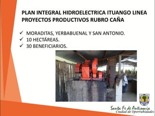 PLAN INTEGRAL HIDROELECTRICA ITUANGO LINEA
PROYECTOS PRODUCTIVOS RUBRO CAÑA
 MORADITAS, YERBABUENAL Y SAN ANTONIO.
 10 HECTÁREAS.
 30 BENEFICIARIOS.
 