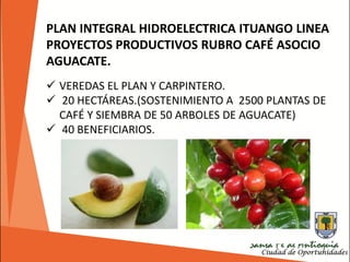 PLAN INTEGRAL HIDROELECTRICA ITUANGO LINEA
PROYECTOS PRODUCTIVOS RUBRO CAFÉ ASOCIO
AGUACATE.
 VEREDAS EL PLAN Y CARPINTERO.
 20 HECTÁREAS.(SOSTENIMIENTO A 2500 PLANTAS DE
CAFÉ Y SIEMBRA DE 50 ARBOLES DE AGUACATE)
 40 BENEFICIARIOS.
 
