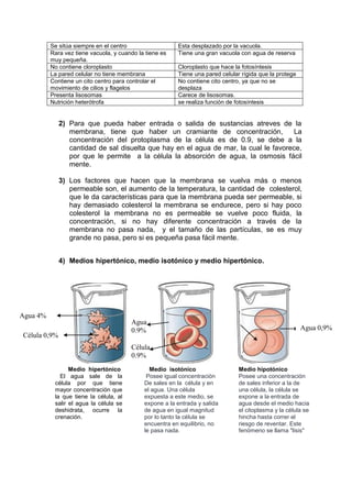 Se sitúa siempre en el centro Esta desplazado por la vacuola.
Rara vez tiene vacuola, y cuando la tiene es
muy pequeña.
Tiene una gran vacuola con agua de reserva
No contiene cloroplasto Cloroplasto que hace la fotosíntesis
La pared celular no tiene membrana Tiene una pared celular rígida que la protege
Contiene un cito centro para controlar el
movimiento de cilios y flagelos
No contiene cito centro, ya que no se
desplaza
Presenta lisosomas Carece de lisosomas.
Nutrición heterótrofa se realiza función de fotosíntesis
2) Para que pueda haber entrada o salida de sustancias atreves de la
membrana, tiene que haber un cramiante de concentración, La
concentración del protoplasma de la célula es de 0.9, se debe a la
cantidad de sal disuelta que hay en el agua de mar, la cual le favorece,
por que le permite a la célula la absorción de agua, la osmosis fácil
mente.
3) Los factores que hacen que la membrana se vuelva más o menos
permeable son, el aumento de la temperatura, la cantidad de colesterol,
que le da características para que la membrana pueda ser permeable, si
hay demasiado colesterol la membrana se endurece, pero si hay poco
colesterol la membrana no es permeable se vuelve poco fluida, la
concentración, si no hay diferente concentración a través de la
membrana no pasa nada, y el tamaño de las partículas, se es muy
grande no pasa, pero si es pequeña pasa fácil mente.
4) Medios hipertónico, medio isotónico y medio hipertónico.
Célula 0,9%
Agua 4%
Célula
0.9%
Agua
0.9% Agua 0,9%
Medio isotónico
Posee igual concentración
De sales en la célula y en
el agua. Una célula
expuesta a este medio, se
expone a la entrada y salida
de agua en igual magnitud
por lo tanto la célula se
encuentra en equilibrio, no
le pasa nada.
Medio hipertónico
El agua sale de la
célula por que tiene
mayor concentración que
la que tiene la célula, al
salir el agua la célula se
deshidrata, ocurre la
crenación.
Medio hipotónico
Posee una concentración
de sales inferior a la de
una célula, la célula se
expone a la entrada de
agua desde el medio hacia
el citoplasma y la célula se
hincha hasta correr el
riesgo de reventar. Este
fenómeno se llama "lisis"
 