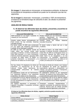 En imagen 1, observada en microscopio, en temperatura ambiente, al observar
la remolacha en temperatura ambiente se puede ver la coloración que dan los
pigmentos.
En la imagen 2, observada microscopio, y sometida a 100ºc de temperatura,
al observar la remolacha luego de colocarla al calor, las células no presentan
los pigmentos.
ANÁLISIS DE RESULTADOS
1) Al observar los diferentes tipos de células, procariota y eucariota se
puede encontrar las siguientes diferencias:
CELULAS PROCARIOTAS CELULAS EUCARIOTAS
ADN localizado en una región: nucleoide, no
rodeada por una membrana
Núcleo rodeado por una membrana. Material
genético fragmentado en cromosomas
formados por ADN y proteínas
División celular directa, principalmente por
fisión binaria. No hay centriolos. Sistemas
sexuales escasos
División celular por mitosis. Sistemas
sexuales frecuentes.
No tienen núcleo. El ADN esta condensado
en una región del citoplasma denominada
nucloide. No se distinguen nucléolos.
Si tienen núcleo y dentro del uno o más
nucléolos.
El ADN es solo una molécula circular de
doble hélice que aunque puede estar
asociada a proteínas, no forma nucleosomas.
Este ADN equivale a un único cromosoma.
Además presentan plásmidos, pequeños ADN
circulares de doble hebra. El ARNm no
presenta maduración. La transcripción y la
traducción se realiza en el mismo lugar.
El ADN es lineal y de doble hélice y está
asociado a histonas formando nucleosomas.
Cada fibra de ADN al condensarse forma un
cromosoma. Además hay ADN circular de
doble hebra en los cloroplastos y en las
mitocondrias. El preARNm experimenta
maduración. La transcripción se realiza en el
núcleo y la traducción en el citoplasma.
No hay mitosis. El citoplasma de divide por
bipartición. La reproducción es de tipo
asexual. Puede haber fenómenos de
parasexualidad (intercambio de material
genético.
El núcleo se divide por mitosis o por meiosis.
El citoplasma de divide por bipartición,
esporulación, gemación o pluripartición. La
meiosis, que genera gametos o meiosporas,
permite la reproducción sexual.
El catabolismo puede ser por fermentación,
por respiración aérobica o por respiración
anaeróbica. Se realiza en los mesosomas.
El catabolismo siempre es por respiración
aérobica. Se realiza en las mitocondrias. Solo
ocasionalmente puede haber fermentación.
La fotosíntesis se da en algunas bacterias, es
anoxigénica y se realiza en los mesosomas.
En las cianobacterias es oxigénica y se da en
los tilacoides.
La fotosíntesis solo se da en algunas células
vegetales, siempre es oxigénica, y se realiza
en los cloroplastos de las células vegetales.
No realizan fagocitosis, ni pinocitosis, ni
digestión intracelular, ni presentan corrientes
citoplasmáticas.
Presentan corrientes citoplasmáticas y
digestión intracelular de sustancias internas y
externas. Muchos tipos de células animales
presentan además fagocitosis y pinocitosis.
Al observar los diferentes tipos de células, vegetal y animal se puede encontrar las
siguientes diferencias
Célula Animal Célula Vegetal
Forma esférica Forma ligeramente hexagonal.
Contiene poros para el intercambio de
nutrientes y desechos.
Esta célula es completamente cerrada, no
tiene poros. Tiene una pared celular.
 