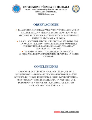 UNIVERSIDAD TÉCNICA DE MACHALA
FACULTAD DE CIENCIAS QUÍMICAS Y DE LA SALUD
ESCUELA DE ENFERMERÍA
PERIODO 2013 - 2014

OBSERVACIONES
 EL ALCOHOL SE UTILIZA PARA PRECIPITAR EL ADN QUE ES
SOLUBLE EN AGUA PERO, CUANDO SE ENCUENTRA EN
ALCOHOL SE DESENROLLA Y PRECIPITA EN LA INTERFASE
ENTRE EL ALCOHOL Y EL AGUA.
 LA SOLUCIÓN DEL JABÓN LÍQUIDO Y SAL AYUDADA POR
LA ACCIÓN DE LA BATIDORA ES CAPAZ DE ROMPER LA
PARED CELULAR, LAS MEMBRANAS PLASMÁTICA Y
NUCLEAR DEL TOMATE.
 TUBO DE ENSAYO (TOMATE): LA COLORACIÓN
SE PRESENTA ROJIZA, FRAGMENTOS DE ADN EN LA PARTE
CENTRAL.

CONCLUSIONES
A MODO DE CONCLUSIÓN PODEMOS DECIR QUE ESTE
EXPERIMENTO HA DADO A CONOCER ASPECTOS DE LA VIDA
NATURAL DE FORMA PERCEPTIBLE COMO IMPERCEPTIBLE A
NUESTROS SENTIDOS, ES DECIR, EXPLICA AQUELLO QUE
PODEMOS VER A SIMPLE VISTA, COMO LO QUE NO LO
PODEMOS VER TAN FÁCILMENTE.

DOCENTE:BIOQ. FARM. CARLOS GARCÍA

 
