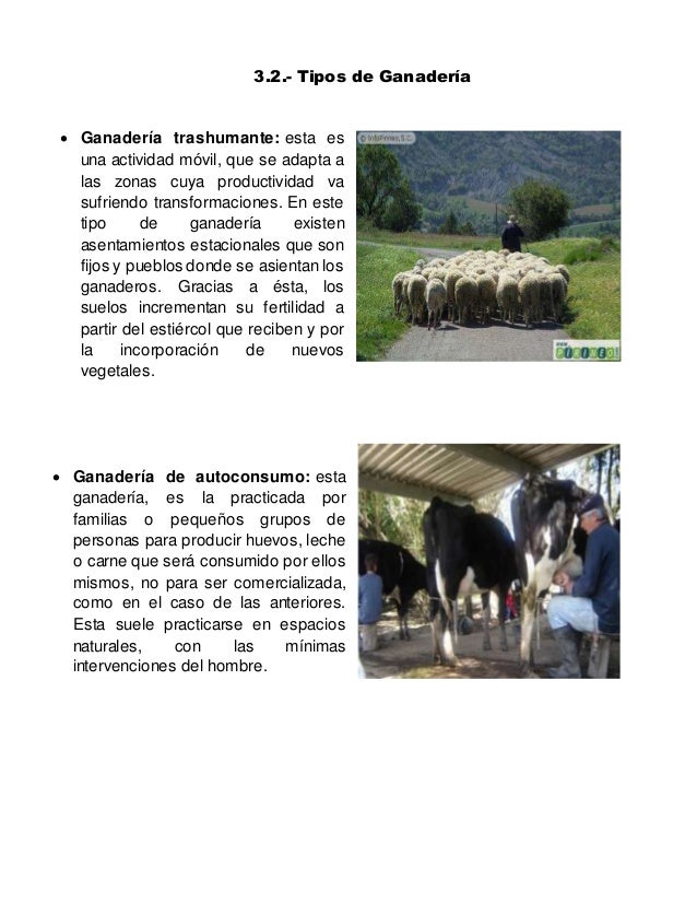 Informe de la ganaderia