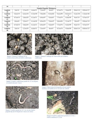 Imagen 1 Semana 6, hallazgos de los
primeros huevecillos de lombriz californiana
Imagen 2 Semana 9, hallazgo de 5 huevecillos de la lombriz
californiana
Imagen 3 Lombriz californiana grande de 13,7cm después
de cuidarla durante 2 meses
Imagen 4 Representación fotográfica de una lombriz
mediana con medidas de 6,3 cm antes de cuidarla
Imagen 5 Lombriz grande de 14,7 cm con una lombriz
pequeña hija de 6,9 después de 2 meses de crianza
Imagen 6 Lombriz californiana grande de 13,7cm y
lombriz mediana de 12,5cm
14
Tamaño Pequeño/ Metámeros
Lombriz
15
5cm/14 5,7cm/29 6,4cm/31 7,3cm/47 8cm/67 8,7cm/76 9,4cm/99 10cm/114 10,8cm/137
Lombriz
16
5,6cm/19 6,3cm/34 6,7cm/50 7,9cm/66 8,5cm/82 9,2cm/98 10,3cm/11
4
11cm/130 11,6cm/146
Lombriz
17
4,7cm/14 5,4cm/29 6,1cm/31 6,9cm/47 7,6cm/67 7,7cm/76 8,4cm/99 9cm/114 9,7cm/137
Lombriz
18
4,6cm/8 5,2cm/17 6,1cm/26 6,9cm/36 7,6cm/47 8,4cm/66 9,1cm/75 10cm/87 10,8cm/110
Lombriz
19
4,7cm/14 5,4cm/29 6,1cm/31 6,9cm/47 7,6cm/67 7,7cm/76 8,4cm/99 9cm/114 9,7cm/137
Lombriz
20
5cm/14 5,7cm/29 6,4cm/31 7,3cm/47 8cm/67 8,7cm/76 9,4cm/99 10cm/114 10,8cm/137
 