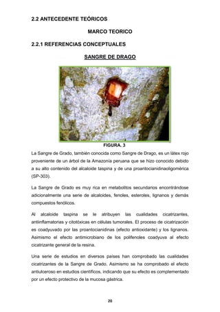 2.2 ANTECEDENTE TEÓRICOS
MARCO TEORICO
2.2.1 REFERENCIAS CONCEPTUALES
SANGRE DE DRAGO

FIGURA. 3
La Sangre de Grado, también conocida como Sangre de Drago, es un látex rojo
proveniente de un árbol de la Amazonía peruana que se hizo conocido debido
a su alto contenido del alcaloide taspina y de una proantocianidinaoligomérica
(SP-303).
La Sangre de Grado es muy rica en metabolitos secundarios encontrándose
adicionalmente una serie de alcaloides, fenoles, esteroles, lignanos y demás
compuestos fenólicos.
Al

alcaloide

taspina

se

le

atribuyen

las

cualidades

cicatrizantes,

antiinflamatorias y citotóxicas en células tumorales. El proceso de cicatrización
es coadyuvado por las proantocianidinas (efecto antioxidante) y los lignanos.
Asimismo el efecto antimicrobiano de los polifenoles coadyuva al efecto
cicatrizante general de la resina.
Una serie de estudios en diversos países han comprobado las cualidades
cicatrizantes de la Sangre de Grado. Asimismo se ha comprobado el efecto
antiulceroso en estudios científicos, indicando que su efecto es complementado
por un efecto protectivo de la mucosa gástrica.

20

 