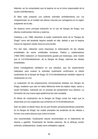 Además, se ha comprobado que la taspina no es el único responsable de la
acción antiinflamatoria.
El látex total presenta una potente actividad antiinflamatoria por vía
intraperitoneal, en el modelo del edema inducido por carragenina en la región
subplantar de la rata.
Se observa como principal indicación en el uso de Sangre de Drago, sus
efectos cicatrizantes internos y externos.
Vaisberg y col, 1989, describen el poder cicatrizante tanto de la "Sangre de
Drago" como del alcaloide taspina aislado en ella, debido a que la taspina
induce la migración celular hacia la zona herida.
Por otro lado, utilizando como bioensayo la estimulación de las células
endoteliales

de

venas umbilicales humanas,

Pieters y colaboradores

(1992,1993) realizaron un fraccionamiento guiado por bioensayo, este mostró
que el 3-4-0-Dimetilcedrusin, de la Sangre de Drago, estimula las células
endoteliales.
Estos investigadores señalaron en sus estudios, que los experimentos
realizados para evaluar la actividad cicatrizante confirmaron el efecto
cicatrizante de la Sangre de Drago. El 3-4-0-dimetilcedrusin también mejoró la
cicatrización en vivo
La evaluación de las preparaciones microscópicas tratadas con Sangre de
Drago, revelaron que casi no había diferencia entre los tejidos viejos, sanos y
recién formados, indicando así un proceso de saneamiento muy efectivo. La
formación de una nueva capa epidérmica fue casi completa.
El efecto de cicatrización de la Sangre de Drago cruda fue mejor que la
observada con los ungüentos que contenían el 3-4-0-dimetilcedrusin.
Esto se debió al efecto físico de los poli fenoles (proantocianidinas) presentes
en la Sangre de Drago, los cuales precipitan las proteínas de las células y
forman una costra obscura que cubre la herida.
Uso recomendado: Cicatrizante natural recomendado en el tratamiento de
úlceras y gastritis. Cicatrizante de heridas externas. Se le atribuye acción
antiviral y antibacteriana. Usado como antiséptico vaginal.

23

 