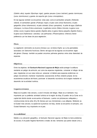 (Calidris alba), rayador (Rynchops niger), gaviota peruana (Larus belcheri), gaviota dominicana
(Larus dominicanus) y gaviota de capucha gris (Larus cirrocephalus).
En las lagunas también se encuentran otras aves como el zambullidor pimpollo (Rollandia
rolland), el zambullidor grande (Podiceps major), el pato sutro (Anas flavirostris), el pato
gargantillo (Anas bahamensis), el pato colorado (Anas cyanoptera), la polla de agua (Gallinula
chloropus), la choca (Fulica americana), la gallineta común (Rallus limicola), la garza cuca
(Ardea cocoi), la garza blanca grande (Egretta alba), la garza blanca pequeña (Egretta thula) y
la garza azul (Hydranassa caerulea). Las parihuanas (Phoenicopterus chilensis) tienen
preferencia por las áreas de poca vegetación.
Flora
La vegetación dominante es el junco (Scirpus sp.), la totora (Typha sp.) y los gramadales
asociados con Salicornia fructicosa. Dentro del agua de las lagunas se encuentran algas
del género Charasp. también se pueden encontrar palmeras geranios entre otras diversidad de
especies
Objetivos
Entre los objetivos del Santuario Nacional Lagunas de Mejía están proteger la avifauna
residente en peligro de extinción, así como las especies migratorias; conservar el refugio de las
aves migratorias en sus rutas norte-sur; preservar el hábitat para especies endémicas en
peligro de extinción; mantener importantes asociaciones de flora silvestre propias de los
ecosistemas acuáticos del litoral y promover el desarrollo económico de la región mediante el
desarrollo de la actividad turística.
Lugares cercanos
Mejía es el pueblo más cercano, a solo 5 minutos del refugio. Mejía es un balneario muy
importante por su preferida actividad turística en la región de Islay. El pueblo de La Curva es la
capital del distrito donde se encuentra el Santuario, cuenta con pintorescas callejuelas y
construcciones de los años 40 y 50, famoso por sus chicharrones y sus alfajores. Mollendo es
la Ciudad más cercana, la capital de la provincia de Islay, donde se encuentra el santuario, una
Ciudad Balneario muy importante en el país.
Accesibilidad
Debido a su ubicación geográfica, el Santuario Nacional Lagunas de Mejía no tiene problemas
de acceso. A él puede llegarse fácilmente a través de vías terrestres que parten desde Lima y
 