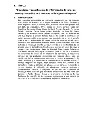 I. TÍTULO:
“Diagnóstico y cuantificación de enfermedades de frutos de
maracuyá obtenidos de 6 mercados de la región Lambayeque”
II. INTRODUCCIÓN:
Las especies comerciales de maracuyá aparecieron en las regiones
sutropicales de América, en la región amazónica de Brasil, Paraguay y
norte Argentina. Brasil, Colombia, Perú, Ecuador y Venezuela poseen más
del 80% de producción. Otros países en donde también crece son
Sudáfrica, Zimbabwe, Kenia, Costa de Marfil, Angola, Camerún, Sri Lanka,
Taiwán, Malasia, Papua Nueva guinea, Australia, las islas Fiji, Nueva
Zelanda y los Estados Unidos (Menzel y Simpson, 1994). El maracuyá es
una fruta tropical o también llamada fruta de la pasión o parchita, de un
sabor un poco ácido y con aroma. Las variedades varían en el tamaño,
color y sabor. Actualmente 40 países utilizan la maracuyá en el campo
comercial para satisfacer la demanda interna y solo en nuestro país se ha
cultivado la maracuyá amarilla y púrpura debido a la inestabilidad de los
precios y apoyo del gobierno. En el país se siembra en orden de mayor a
menor: Lima, Lambayeque, Junín, La Libertad, Piura, Loreto, Cajamarca,
San Martín, Ucayali, Moquegua y Ayacucho (INEI, 2007). En la actualidad
las exigencias de calidad de los mercados se acrecienta, la inocuidad y
sanidad de los productos alimenticios son factores claves para las
decisiones de los consumidores, asimismo el cuidado y conservación del
medio ambiente, y la producción de productos libres de residuos tóxicos. El
manejo integrado de plagas, mejor conocido como MIP, permite a los
agricultores vigilar y controlar las plagas en sus campos, reduciendo al
mínimo absoluto la utilización de plaguicidas químicos costosos y
potencialmente dañinos y peligrosos. El proceso de conversión de
maracuyá viene dando un giro importante en los Valles del Alto Piura, San
Lorenzo y Tambo Grande debido a la creciente demanda de la fruta
facilitando la inserción de los pequeños productores a esta cadena de
importancia económica con el objetivo de mejorar su rentabilidad.
 