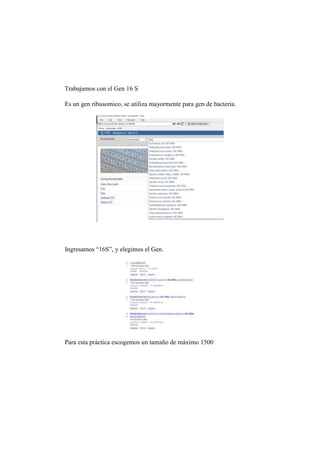 Trabajamos con el Gen 16 S
Es un gen ribusomico, se utiliza mayormente para gen de bacteria.
Ingresamos “16S”, y elegimos el Gen.
Para esta práctica escogemos un tamaño de máximo 1500
 