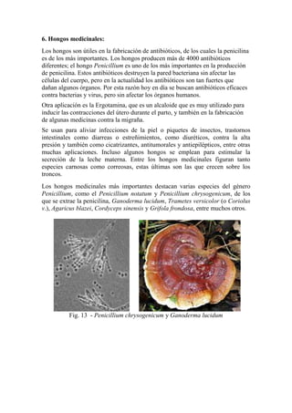 6. Hongos medicinales:
Los hongos son útiles en la fabricación de antibióticos, de los cuales la penicilina
es de los más importantes. Los hongos producen más de 4000 antibióticos
diferentes; el hongo Penicillium es uno de los más importantes en la producción
de penicilina. Estos antibióticos destruyen la pared bacteriana sin afectar las
células del cuerpo, pero en la actualidad los antibióticos son tan fuertes que
dañan algunos órganos. Por esta razón hoy en día se buscan antibióticos eficaces
contra bacterias y virus, pero sin afectar los órganos humanos.
Otra aplicación es la Ergotamina, que es un alcaloide que es muy utilizado para
inducir las contracciones del útero durante el parto, y también en la fabricación
de algunas medicinas contra la migraña.
Se usan para aliviar infecciones de la piel o piquetes de insectos, trastornos
intestinales como diarreas o estreñimientos, como diuréticos, contra la alta
presión y también como cicatrizantes, antitumorales y antiepilépticos, entre otras
muchas aplicaciones. Incluso algunos hongos se emplean para estimular la
secreción de la leche materna. Entre los hongos medicinales figuran tanto
especies carnosas como correosas, estas últimas son las que crecen sobre los
troncos.
Los hongos medicinales más importantes destacan varias especies del género
Penicillium, como el Penicillium notatum y Penicillium chrysogenicum, de los
que se extrae la penicilina, Ganoderma lucidum, Trametes versicolor (o Coriolus
v.), Agaricus blazei, Cordyceps sinensis y Grifola frondosa, entre muchos otros.
Fig. 13 - Penicillium chrysogenicum y Ganoderma lucidum
 