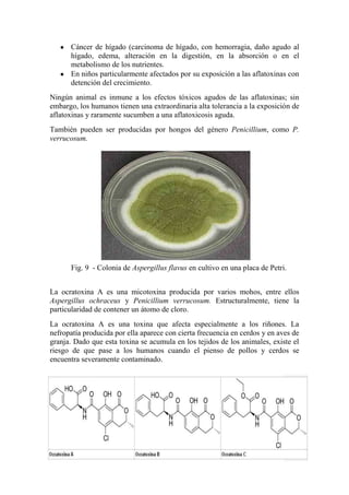 Cáncer de hígado (carcinoma de hígado, con hemorragia, daño agudo al
hígado, edema, alteración en la digestión, en la absorción o en el
metabolismo de los nutrientes.
En niños particularmente afectados por su exposición a las aflatoxinas con
detención del crecimiento.
Ningún animal es inmune a los efectos tóxicos agudos de las aflatoxinas; sin
embargo, los humanos tienen una extraordinaria alta tolerancia a la exposición de
aflatoxinas y raramente sucumben a una aflatoxicosis aguda.
También pueden ser producidas por hongos del género Penicillium, como P.
verrucosum.
La ocratoxina A es una micotoxina producida por varios mohos, entre ellos
Aspergillus ochraceus y Penicillium verrucosum. Estructuralmente, tiene la
particularidad de contener un átomo de cloro.
La ocratoxina A es una toxina que afecta especialmente a los riñones. La
nefropatía producida por ella aparece con cierta frecuencia en cerdos y en aves de
granja. Dado que esta toxina se acumula en los tejidos de los animales, existe el
riesgo de que pase a los humanos cuando el pienso de pollos y cerdos se
encuentra severamente contaminado.
Fig. 9 - Colonia de Aspergillus flavus en cultivo en una placa de Petri.
 