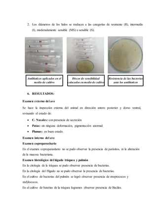 2. Los diámetros de los halos se traducen a las categorías de resistente (R), intermedio
(I), moderadamente sensible (MS) o sensible (S).
6. RESULTADOS:
Examen externo del ave
Se hace la inspección externa del animal en dirección antero posterior y dorso ventral,
revisando el estado de:
 C. Nasales: con presencia de secreción
 Patas: sin ninguna deformación, pigmentación anormal.
 Plumas: en buen estado.
Examen interno del ave
Examen coproparasitario
En el examen coproparasitario no se pudo observar la presencia de parásitos, ni la alteración
de la mucosa bacteriana.
Examen histológico del hígado tráquea y pulmón
En la citología de la tráquea se pudo observar presencia de bacterias.
En la citología del Hígado no se pudo observar la presencia de bacterias.
En el cultivo de bacterias del pulmón se logró observar presencia de streptococos y
stafylococos.
En el cultivo de baterías de la tráquea logramos observar presencia de Bacilos.
Discos de sensibilidad
colocados en medio de cultivo
Antibioticos aplicados en el
medio de cultivo
Resistencia de las bacterias
ante los antibioticos
 
