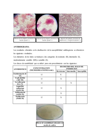 ANTIBIOGRAMA
Los resultados obtenidos en la clasificación de la susceptibilidad antibiograma se obtuvieron
los siguientes resultados:
Los diámetros de los halos se traducen a las categorías de resistente (R), intermedio (I),
moderadamente sensible (MS) o sensible (S).
Los discos de sensibilidad que se utilizó para este procedimiento son los siguientes:
ANTIBIOTICO
CONCENTRACION
(MICROORGANISMOA/mL)
DIAMETRO DEL HALO DE
INHIBICION
Resistente Intermedio Susceptible
Erythromycin (E
15)
12 X
Ceph alothin
( KF 30)
12 X
Levofloxacin
(Lev 5)
12 X
Ampicilin/
sulbactam
(SAM 20)
12 X
Azithromycin
(AZM 15)
X
Norfloxacin
(NOR 10)
12 X
Muestra de la tráquea, presencia de
bacilos (gram +)
Muestra de la tráquea, presencia de
bacilos (gram +)
Muestra del pulmón, presencia de
stafylococos y streptococos(gram +y -
)
Discos de sensibilidad colocados en
medio de cultivo
 