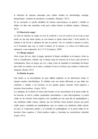 la obtención de muestras adecuadas para realizar estudios de microbiología, serología,
histopatología o pruebas de inoculación en animales (Marquez, 2017).
En las necropsias se pueden identificar las lesiones macroscópicas en general y también se
utilizan con fines más específicos como para evaluar lesiones en distintos órganos. (Marquez,
2017).
5.2.Muestra de sangre
La toma de muestras de sangre en aves de cautiverio o aves de corral se da en el ala, la cual
puede ser una muy buena opción, de esta manera se puede extraer hasta 1 ml de muestra. Se
extiende el ala del ala y antisepsia del sitio de punción. Una vez extraída la muestra se coloca
en el Vacutainer tapa roja, se rotula el número de la muestra y se coloca en la hielera para
mantenerla a una temperatura de 2 a 5 ºC (Cenaprece, 2009).
5.3. Hisopo traqueal
Abrir el pico del ave, bajar la lengua, introducir el hisopo esterilizado en la tráquea y frotar en
toda la circunferencia, evitando que el hisopo toque las mucosas de la boca, para prevenir la
contaminación; Pasar un hisopo por ave y luego cortar de inmediato la extremidad del hisopo
que estaba en contacto con la mano y sumergir el resto en el frasco que contiene el medio para
transporte (Rocha, 2017).
5.4.Tinción de gram
Esta tinción es un procedimiento de gran utilidad empleado en los laboratorios donde se
manejan pruebas microbiológicas. Es definida como una tinción diferencial, ya que utiliza dos
colorantes y clasifica a las bacterias en dos grandes grupos: bacterias Gram negativas y
bacterias Gram positivas. (Lopez, 2013).
Los principios de la tinción de Gram están basados en las características de la pared celular de
las bacterias, la cual le confiere propiedades determinantes a cada microorganismo. La pared
celular de las bacterias Gram negativas está constituida por una capa fina de peptidoglicano y
una membrana celular externa, mientras que las bacterias Gram positivas poseen una pared
celular gruesa constituida por peptidoglicano, pero no cuentan con membrana celular externa;
así pues, la composición química y el contenido de peptidoglicano en la pared celular de las
bacterias Gram negativas y Gram positivas explica y determina las características tintoriales
(Lopez, 2013).
 