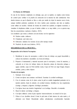 5.5.Tincion de Diff-Quick
Es una de las tinciones empleadas en citología, que, por su rapidez, se emplea como técnica
de control para verificar si la prueba de extracción de la muestra ha sido satisfactoria. Esta
tinción destaca en que la fijación se lleva a cabo por medio de dejar la muestra secar al aire,
aunque también podemos ayudarnos de otros medios para aumentar, aún más su rapidez,
como utilizar un secador. Además de técnica de control nos ayudará, en algunas ocasiones, a
visualizar el citoplasma celular, ya que el núcleo celular se ve muy teñido y no se aprecia muy
bien las características nucleares (Andrew, 2015).
Los resultados que vamos a obtener con esta técnica son los siguientes:
Núcleos azules violáceos
Citoplasma azul claro-rosa
Eritrocitos maduros los veremos de un color naranja rosado
Nucleolo de color rosa (Andrew, 2015).
DESARROLLO DE LA PRÁCTICA
Preparación de la Sala de Necropsias:
1. Desinfectar la mesa de necropsias y cubrir el área de trabajo con papel desechable y
colocar dos mecheros encendidos en el área de trabajo.
2. Preparar el instrumental y material necesario para la necropsia y toma de muestras, y
colocarlo en el área de trabajo: tijeras de disección, pinzas de disección, jeringas y
agujas estériles; cajas de Petri estériles vacías, Cajas de Petri con Agar Sangre, hisopos
estériles, porta y cubre objetos
Técnica de necropsia
1. Sumergir el ave en agua.
2. Cortar con tijeras una comisura oral lateral. Examinar la cavidad orofaríngea.
3. Con el extremo romo de la tijera cortar la piel en sentido longitudinal partiendo de la
incisión anterior, hasta la entrada a la cavidad torácica. Identificar las vías respiratorias
(Laringe y tráquea) y digestiva (Esófago) proximales.
4. Con tijeras hacer una incisión longitudinal en el esófago. Describir el contenido.
5. Hacer lo mismo con laringe y tráquea.
6. Con tijera utilitaria cortar el pico superior transversalmente en craneal de los ojos.
7. Ubicar el ave decúbito dorsal. Cortar la piel entre el lado interno de cada muslo y el
abdomen con bisturí. Desarticular ambas articulaciones coxofemorales haciendo
 