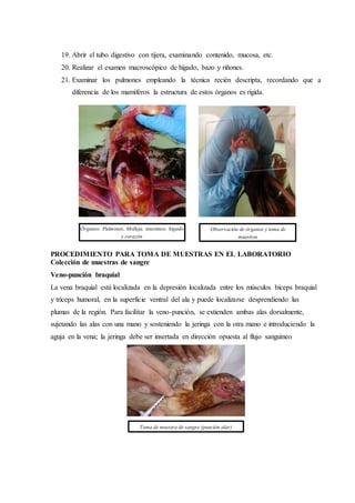 19. Abrir el tubo digestivo con tijera, examinando contenido, mucosa, etc.
20. Realizar el examen macroscópico de hígado, bazo y riñones.
21. Examinar los pulmones empleando la técnica recién descripta, recordando que a
diferencia de los mamíferos la estructura de estos órganos es rígida.
PROCEDIMIENTO PARA TOMA DE MUESTRAS EN EL LABORATORIO
Colección de muestras de sangre
Veno-punción braquial
La vena braquial está localizada en la depresión localizada entre los músculos bíceps braquial
y tríceps humoral, en la superficie ventral del ala y puede localizarse desprendiendo las
plumas de la región. Para facilitar la veno-punción, se extienden ambas alas dorsalmente,
sujetando las alas con una mano y sosteniendo la jeringa con la otra mano e introduciendo la
aguja en la vena; la jeringa debe ser insertada en dirección opuesta al flujo sanguíneo
Observación de órganos y toma de
muestras
Toma de muestra de sangre (punción alar)
Órganos: Pulmones, Molleja, intestinos, hígado
y corazón
 