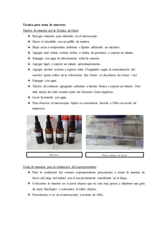 Técnica para toma de muestras
Tinción de muestra por la Técnica de Gram
Recoger muestras para ubicarlas en el microscopio.
Hacer el extendido con un palillo de madera.
Dejar secar a temperatura ambiente o fijarlas utilizando un mechero.
Agregar azul violeta (cristal violeta o violeta de genciana) y esperar un minuto.
Enjuagar con agua no directamente sobre la muestra
Agregar lugol y esperar un minuto aproximadamente.
Agregar alcohol acetona y esperar entre 15segundos según la concentración del
reactivo (parte crítica de la coloración). (las Gram - se decoloran, las Gram + no)
Enjuagar con agua.
Tinción de contraste agregando safranina o fucsina básica y esperar un minuto. Este
tinte dejará de color rosado-rojizo las bacterias Gram negativas.
Lavar levemente con agua.
Para observar al microscopio óptico es conveniente hacerlo a 100x con aceite de
inmersion.
Toma de muestras para la realización del coproparasitario
Para la realización del examen coproparasitario procedemos a tomar la muestra de
heces del ciego del animal con el asa previamente esterilizada en el fuego.
Colocamos la muestra en el porta objetos que no esté muy gruesa y añadimos una gota
de suero fisiológico y colocamos el cubre objetos.
Procedemos a ver en el microscopio con lente de 100x.
Placas teñidas con GramReactivos
 