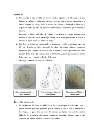 Segundo día
1. Para inocular el agar se utiliza un hisopo estéril de algodón se lo introduce en la caja
Petri en la cual con el medio agar nutritivo y se toma toda la muestra encontrada en la
misma, después de recoger toda la muestra procedemos a introducir el hispo en la
suspensión dentro del tubo de ensayo lo humedecemos y esperamos que la muestra se
disuelva.
Retiramos el hisopo del tubo de ensayo y sacudimos el exceso, posteriormente
abrimos la caja Petri con el medio agar Müller y con hisopo procedemos a colocar la
muestra en forma de sic-sac dentro del medio.
2. Los discos se toman con pinza estéril y se colocan en el medio en un tiempo menor de
15 min después de haber inoculado la placa, los discos deberán presionarse
ligeramente para asegurar un contacto con la superficie, deberá prevenirse una sobre
posición de las zonas de inhibición con la distribución adecuada de los discos y con un
límite menor de 15 mm de los bordes de la placa.
3. El tiempo de incubación es de 18 a 24 horas.
Tercer Día: Interpretación.
1. La medición de los hatos de inhibición se hace con compas de calibración, regla o
plantilla diseñada para este propósito, por el fondo de la caja la cual se ilumina con la
luz reflejada. El punto final de todos los sistemas de lectura será hasta la completa
inhibición del crecimiento determinada visualmente, ignorando colonias tenues o muy
pequeñas que pueden ser observadas con minuciosidad.
Presencia de bacterias en
Agar Nutritivo
Colocacion de los discos de
sensibilidad
Discos de sensibilidad en
cultivo Muller
 