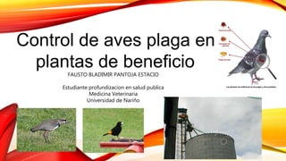 Control de aves plaga en
plantas de beneficioFAUSTO BLADIMIR PANTOJA ESTACIO
Estudiante profundizacion en salud publica
Medicina Veterinaria
Universidad de Nariño
 